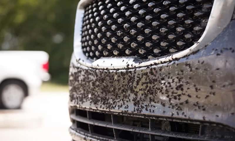 How to Get Bugs off Car Home Remedy